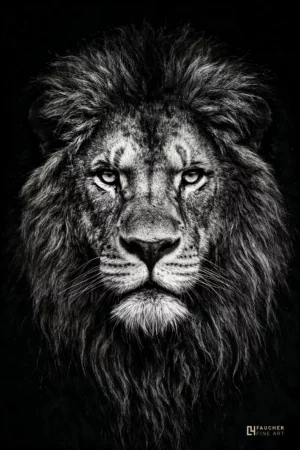 Portrait en noir et blanc d’un lion majestueux au regard intense sur fond sombre, photographie fine art animalière.