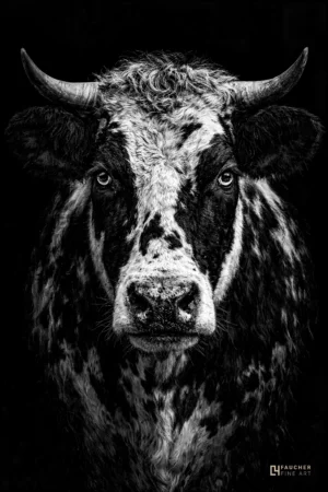Portrait en noir et blanc d’un taureau, regard intense, cornes imposantes, fond noir minimaliste.